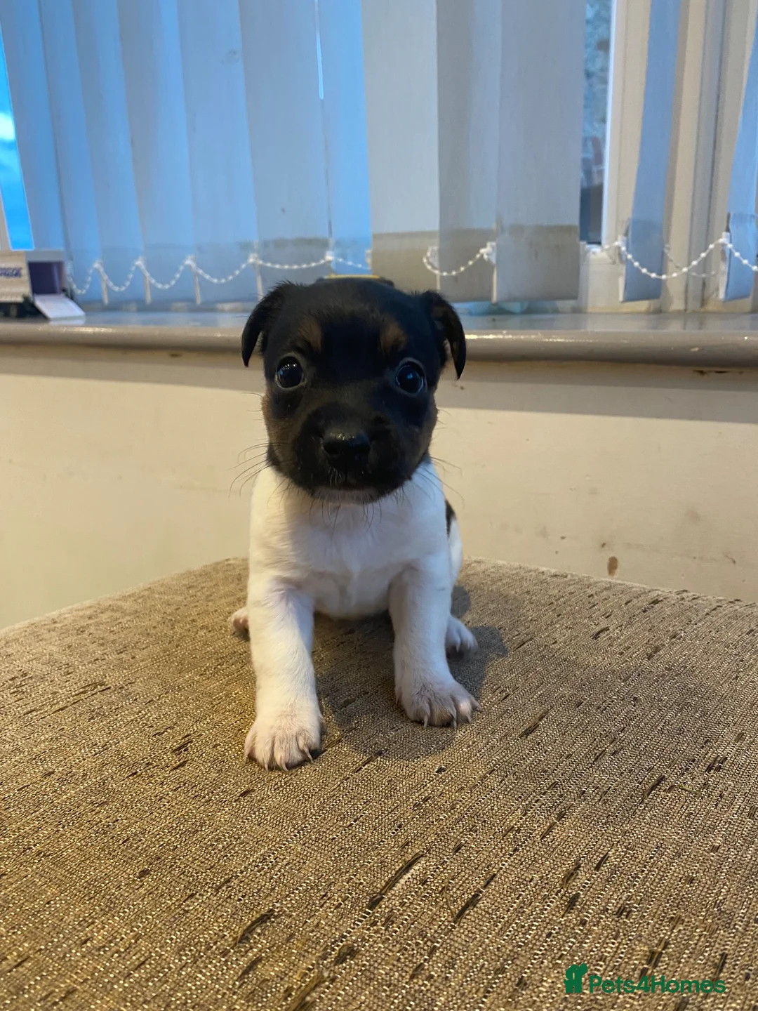 Jack Russell dogs for sale: Jack Russell Pups. - Advert 13