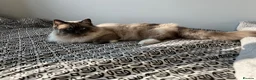 Ragdoll cats for sale: Loving Seal Point Ragdoll Looking For a New Home - Advert 13