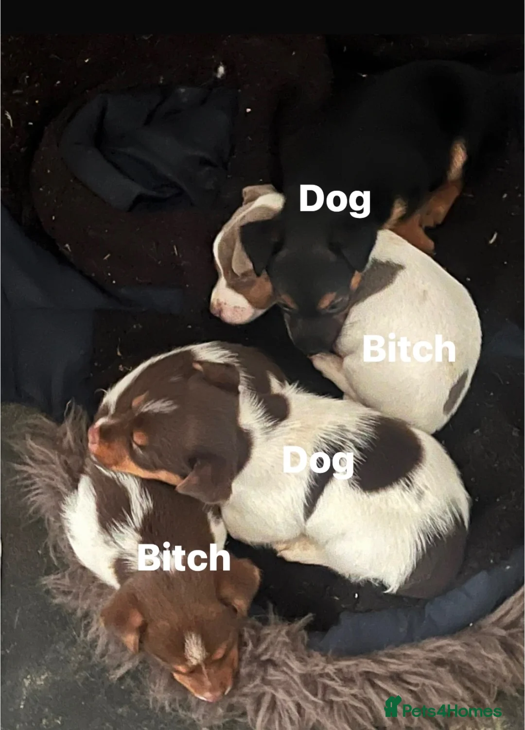 Jack Russell dogs for sale: Male Jack Russell ready to leave  - Advert 4