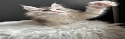 Maine Coon cats for sale: Outstanding Russian line kittens  - Advert 6