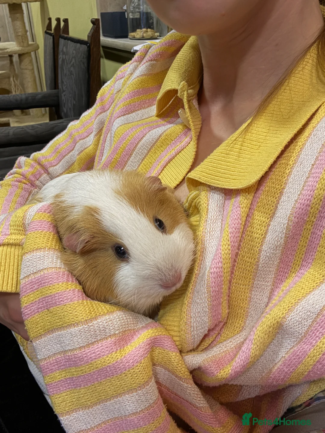 Guinea Pig rodents for sale: Female pregnant guinea pig  in Dunmow - Advert 2