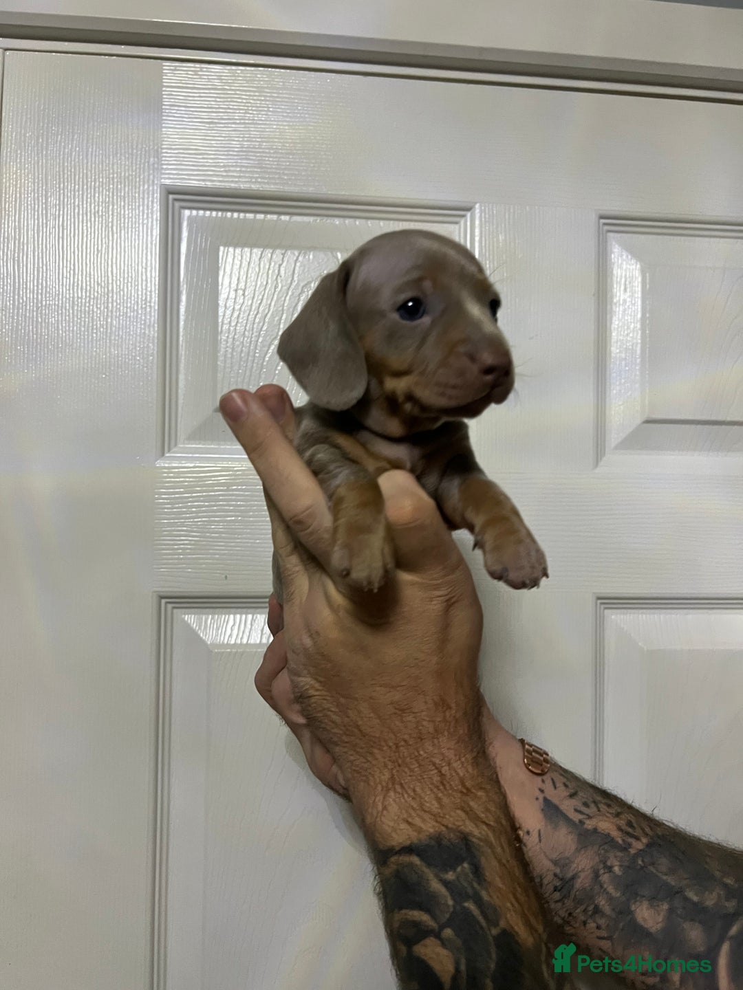 Miniature Dachshund dogs for sale: Isabelle tan dapple miniature dachshund KC reg - Advert 9