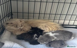 British Shorthair cats for sale: Beautiful British short hair kittens  - Image 2
