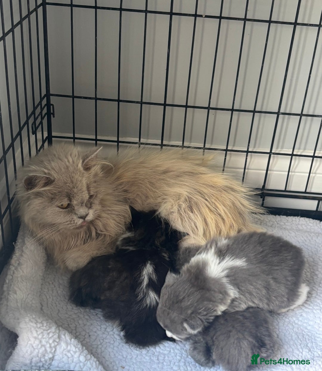 British Shorthair cats for sale: Beautiful British short hair kittens  - Image 2