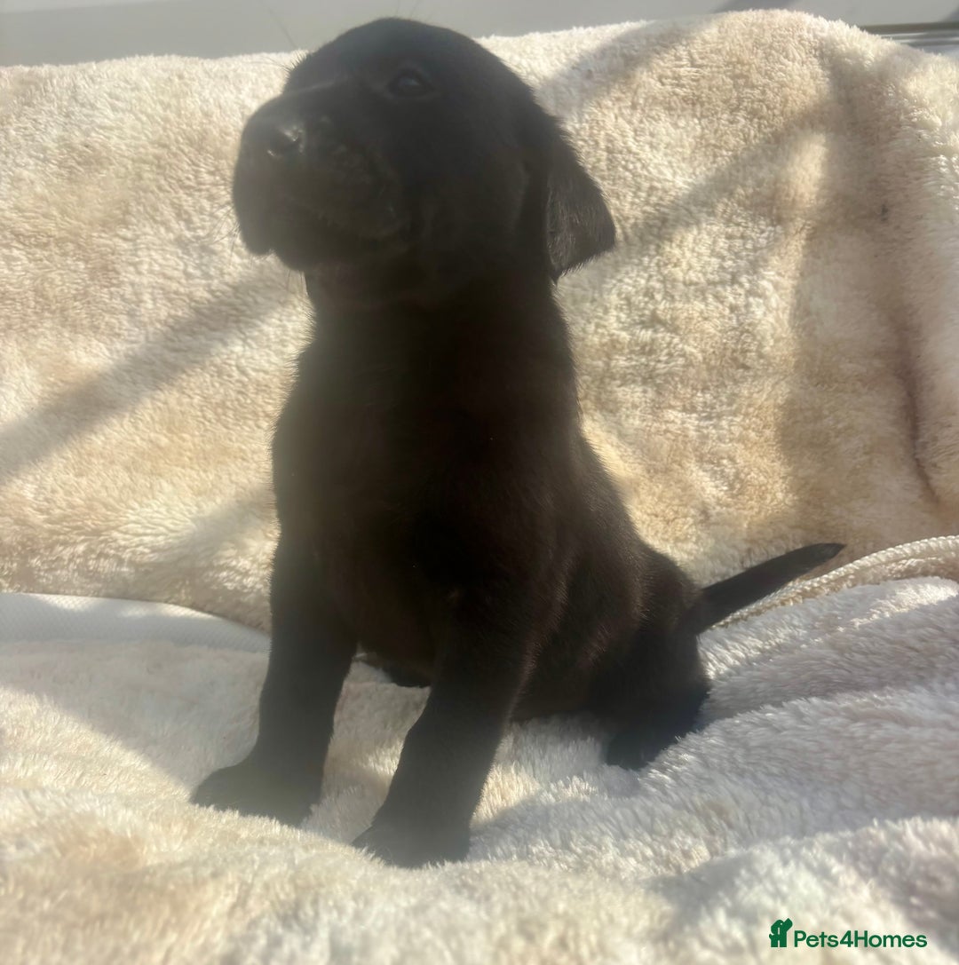 Labrador Retriever dogs for sale: 8 Kennel club reg  health tested chunky Labradors  - Image 28