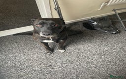 Mixed Breed dogs for sale: Staffy x German Shepherd Mix Dog  - Image 1