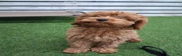 Cavapoo dogs for sale: Advanced traied cavapoo  - Advert 3
