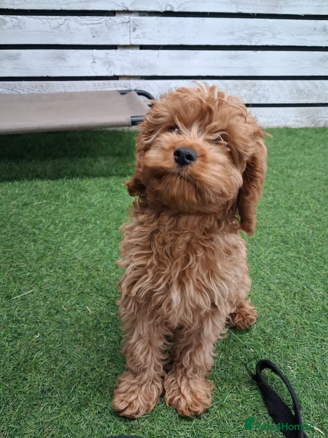 Cavapoo dogs for sale: Advanced traied cavapoo  - Advert 3