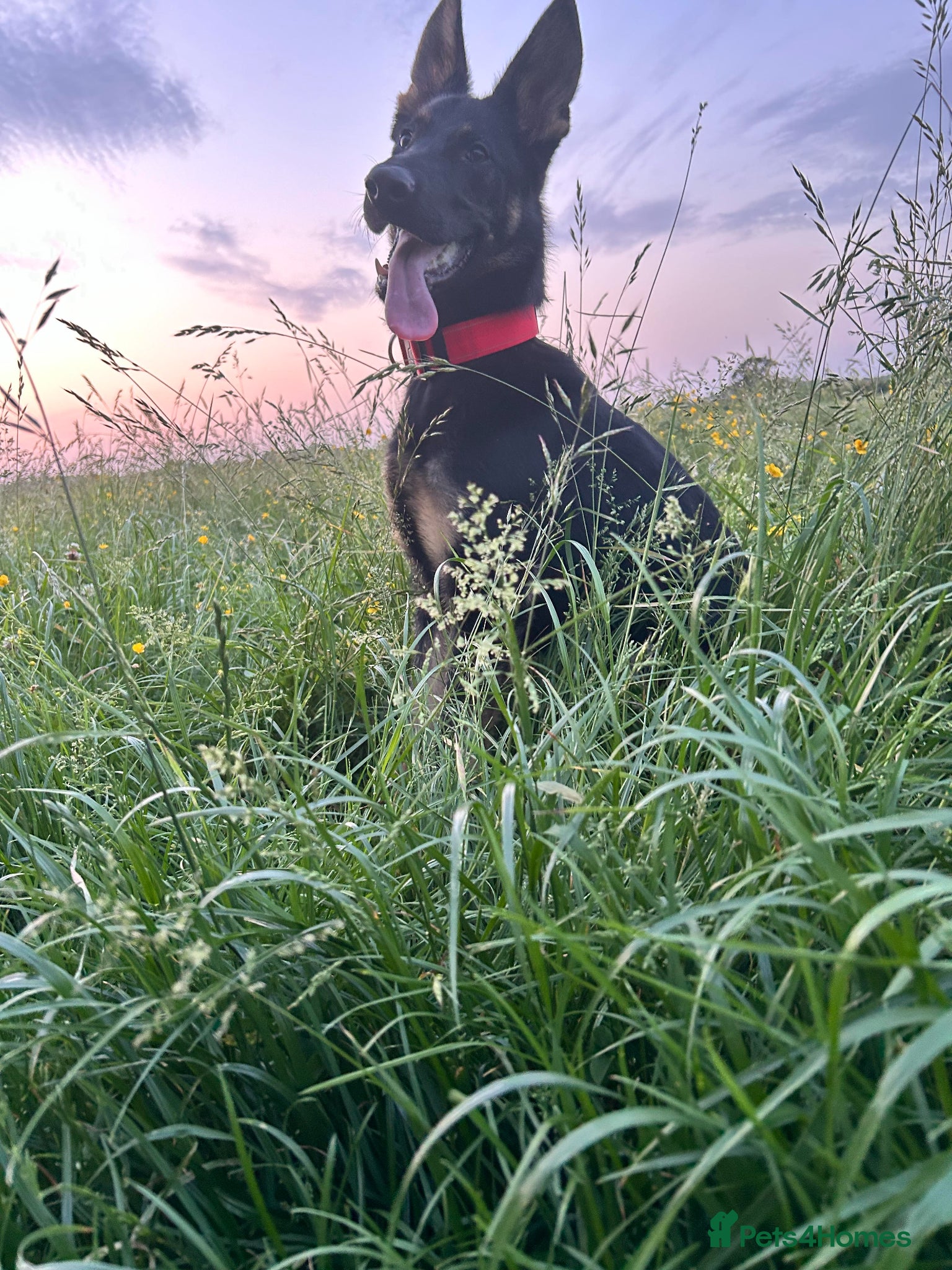 German Shepherd dogs for sale: 9 Month German Shepherd Rehoming - Advert 2