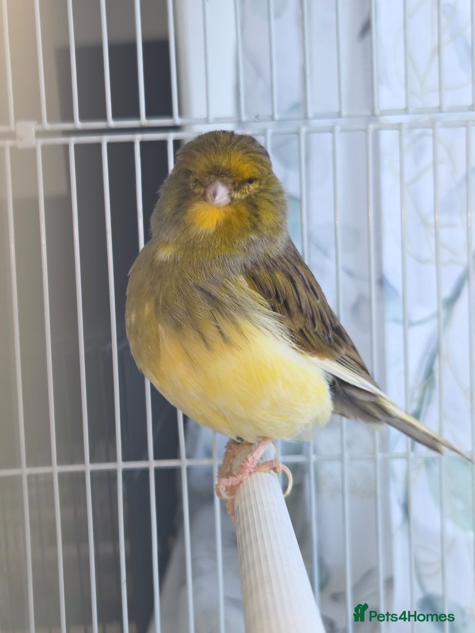 Canaries birds Pair of consort glosters - Advert 9