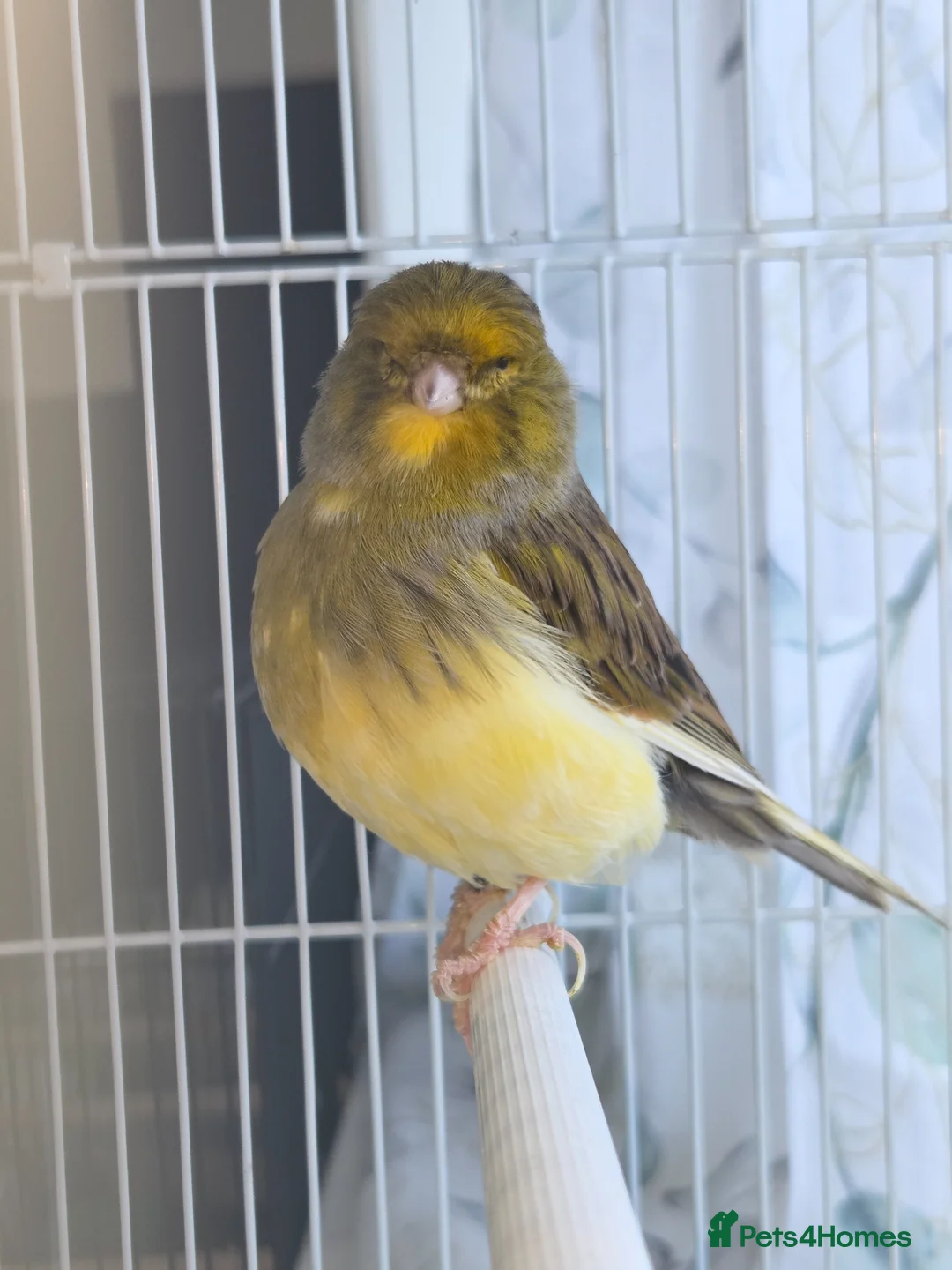 Canaries birds for sale: Pair of consort glosters - Advert 1