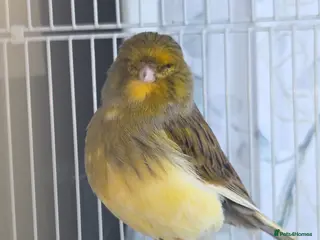 Canaries birds Pair of consort glosters - Advert 9