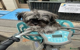Mixed Breed dogs for sale: Lili - A Tiny Rescue Terrier Mix Angel 💕  - Image 4