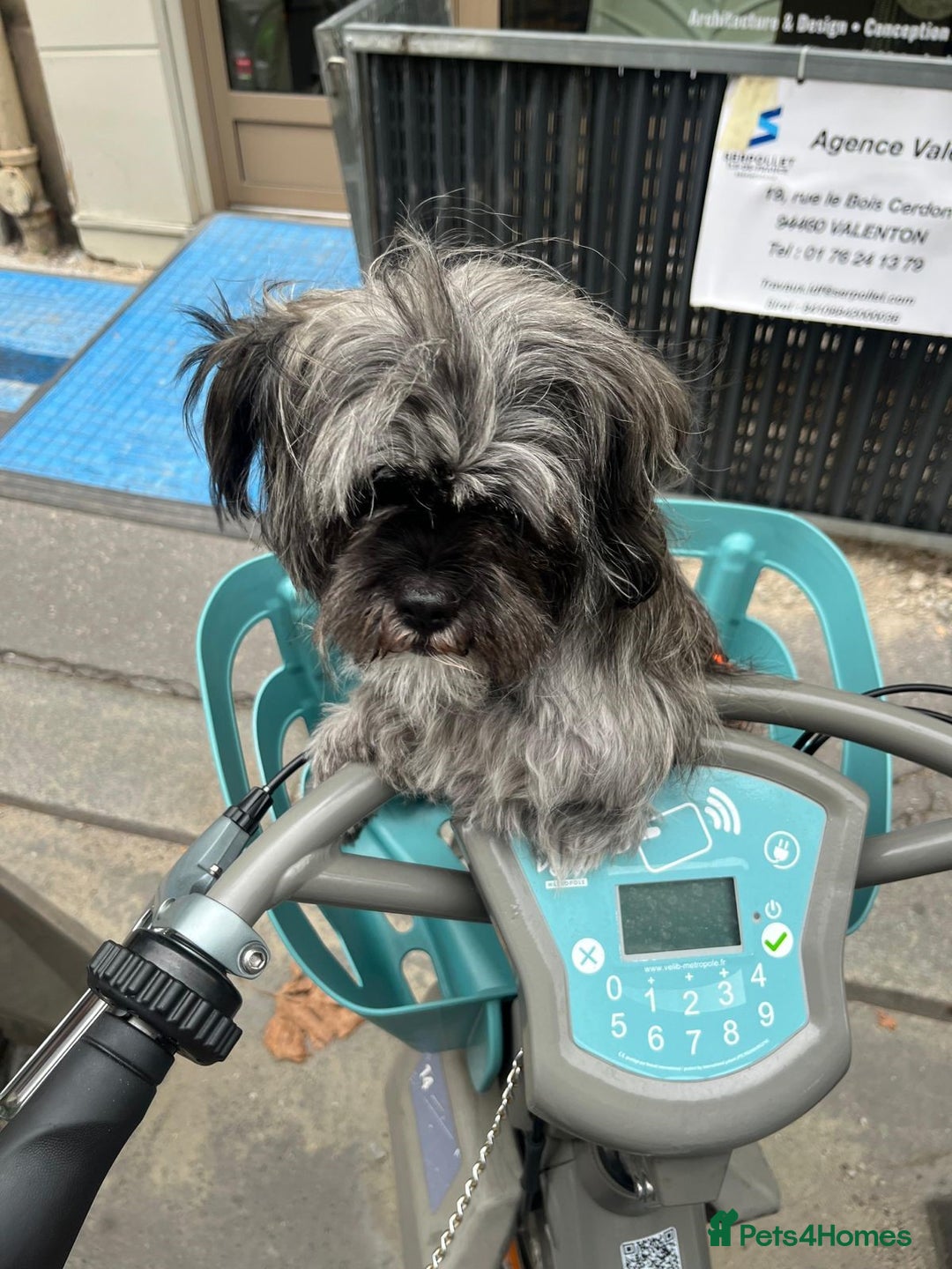 Mixed Breed dogs for sale: Lili - A Tiny Rescue Terrier Mix Angel 💕  - Image 4