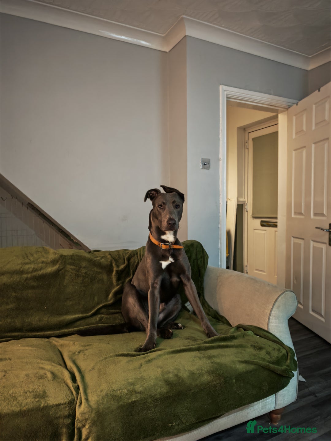 Lurcher dogs for sale: 11 month old male  - Image 5