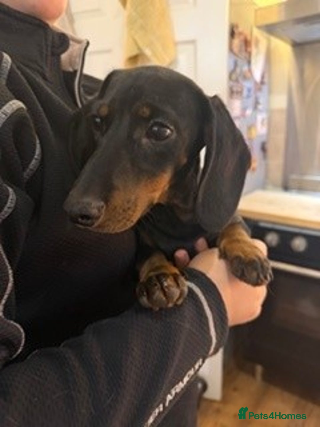 Miniature Dachshund dogs for sale: 4 month old Black and Tan Miniature Dachshund - Advert 4