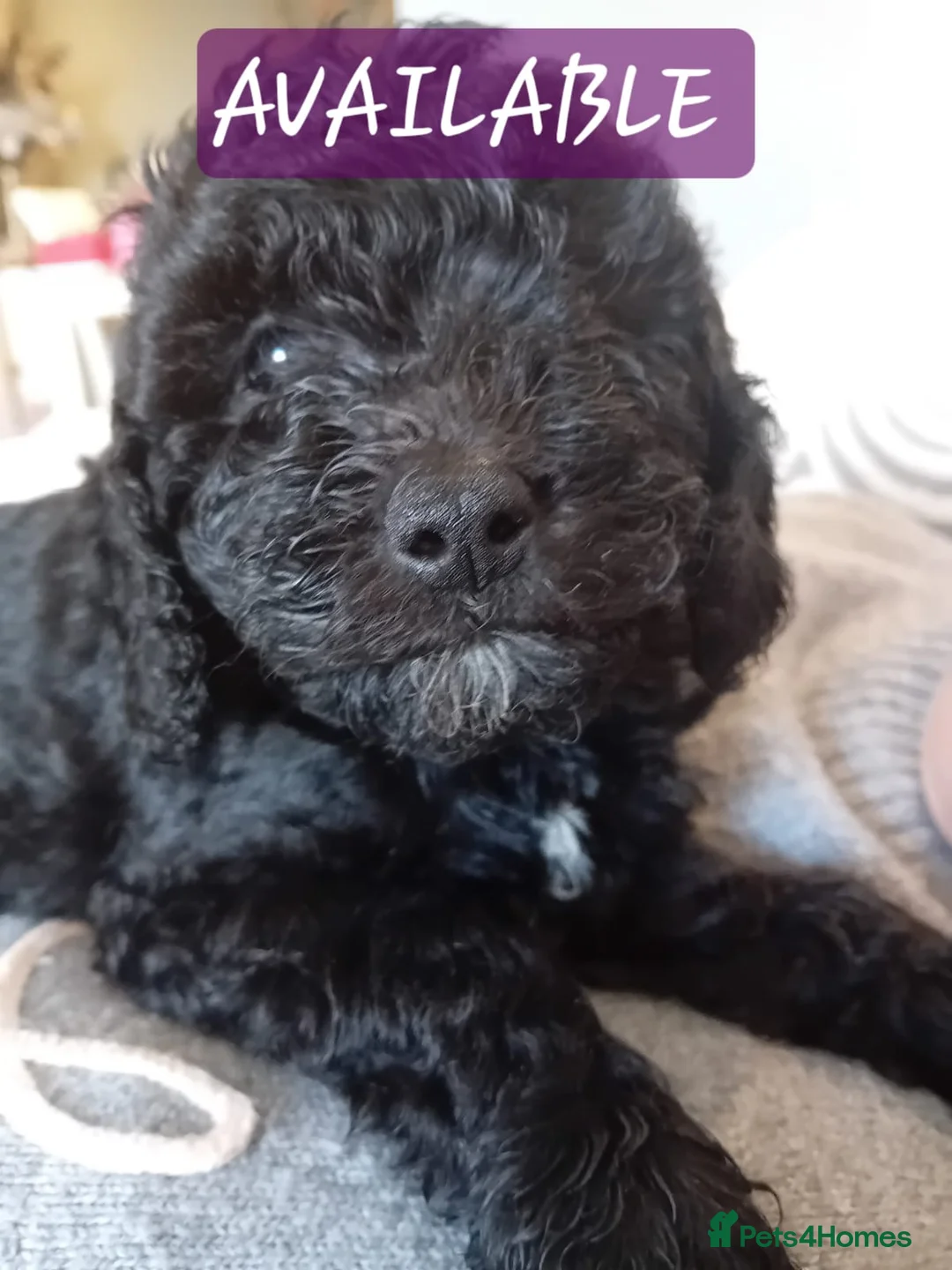 Cockapoo dogs for sale: 2 Beautiful female cockapoo left - Advert 1