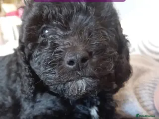 Cockapoo dogs 2 Beautiful female cockapoo left - Advert 8