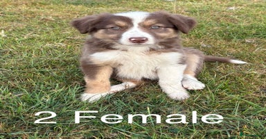 Welsh Collie dogs - Advert 6
