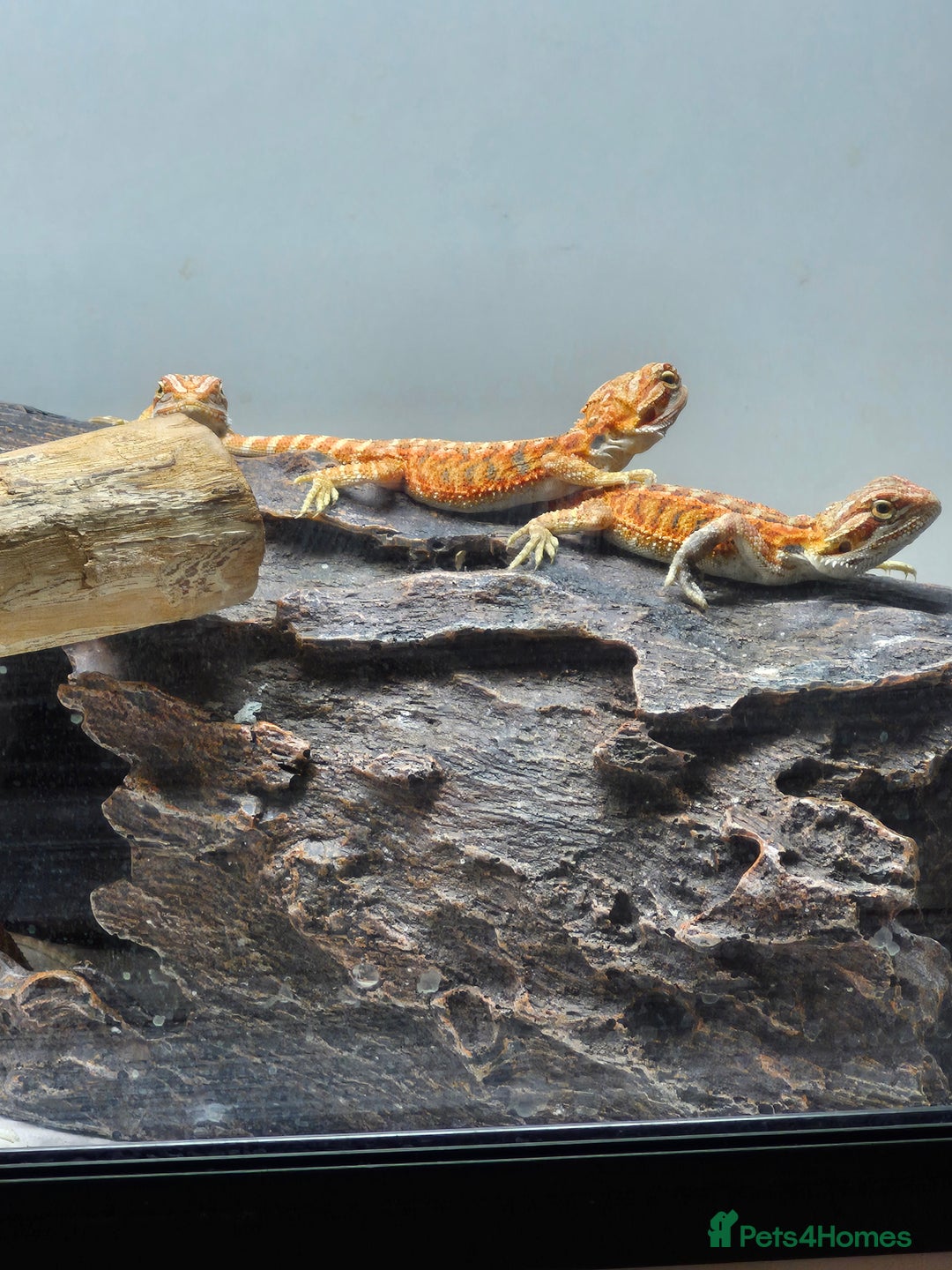 Bearded Dragon reptiles for sale: Bearded dragons  - Image 19