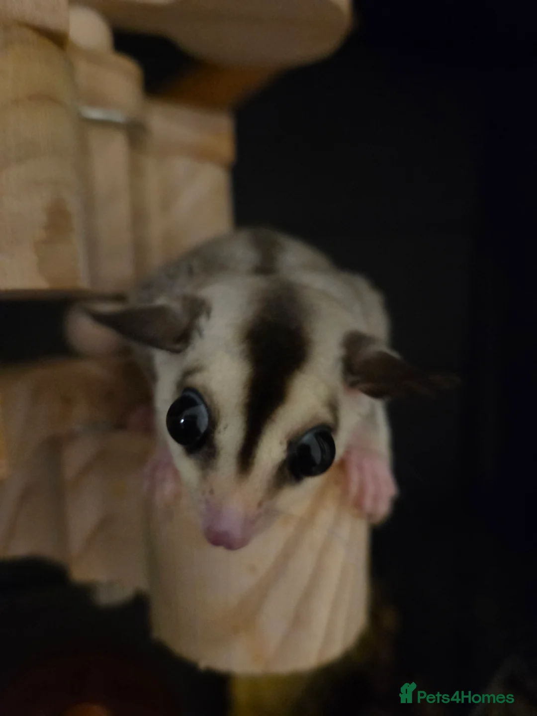 Sugar Glider rodents for sale: Sugar Gliders - Advert 10