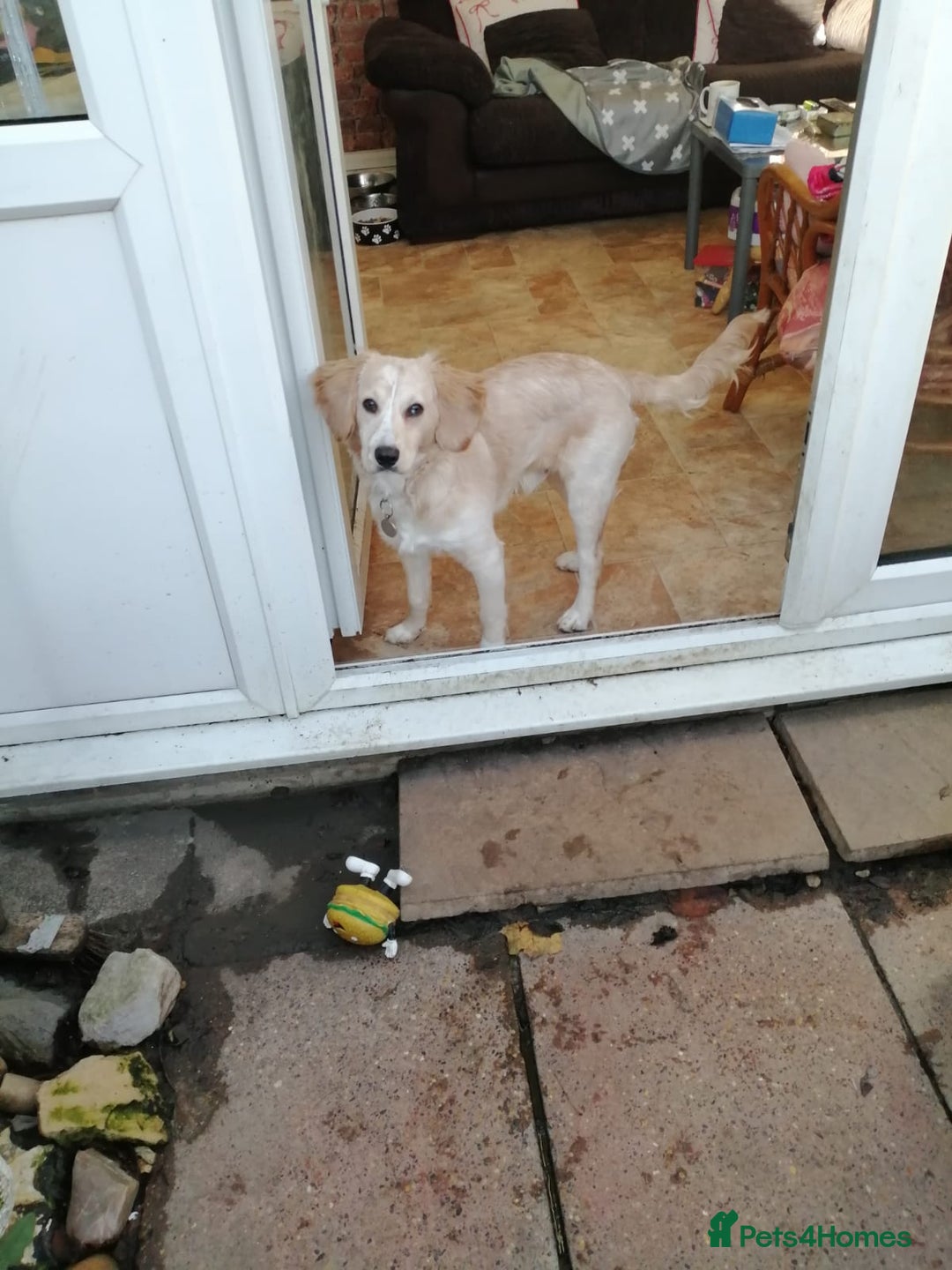 Mixed Breed dogs for sale: 7month boy golden retriever spaniel sam - Image 11