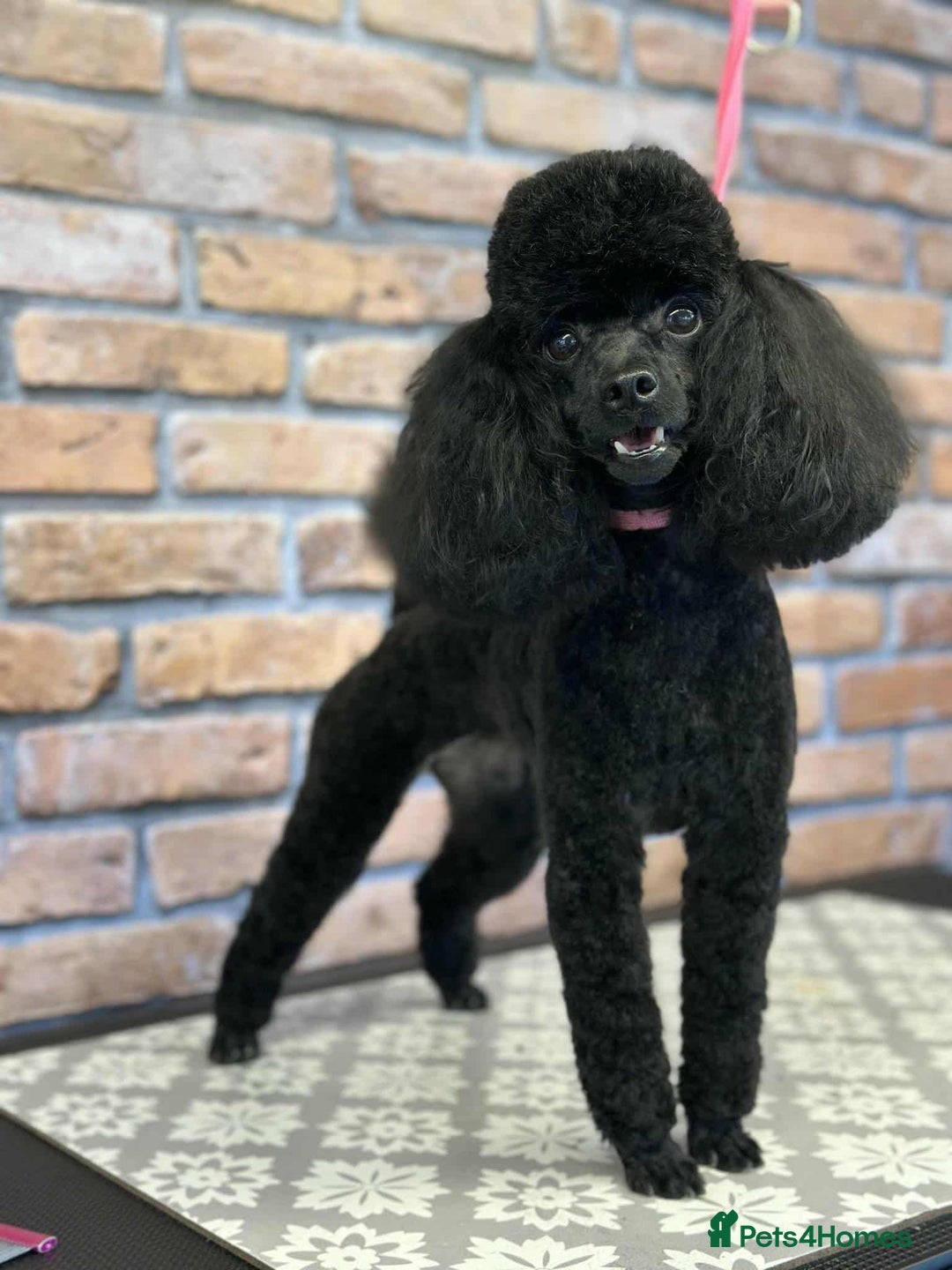 Maltipoo dogs for sale: Tiny korean Maltipoo’s - Image 7