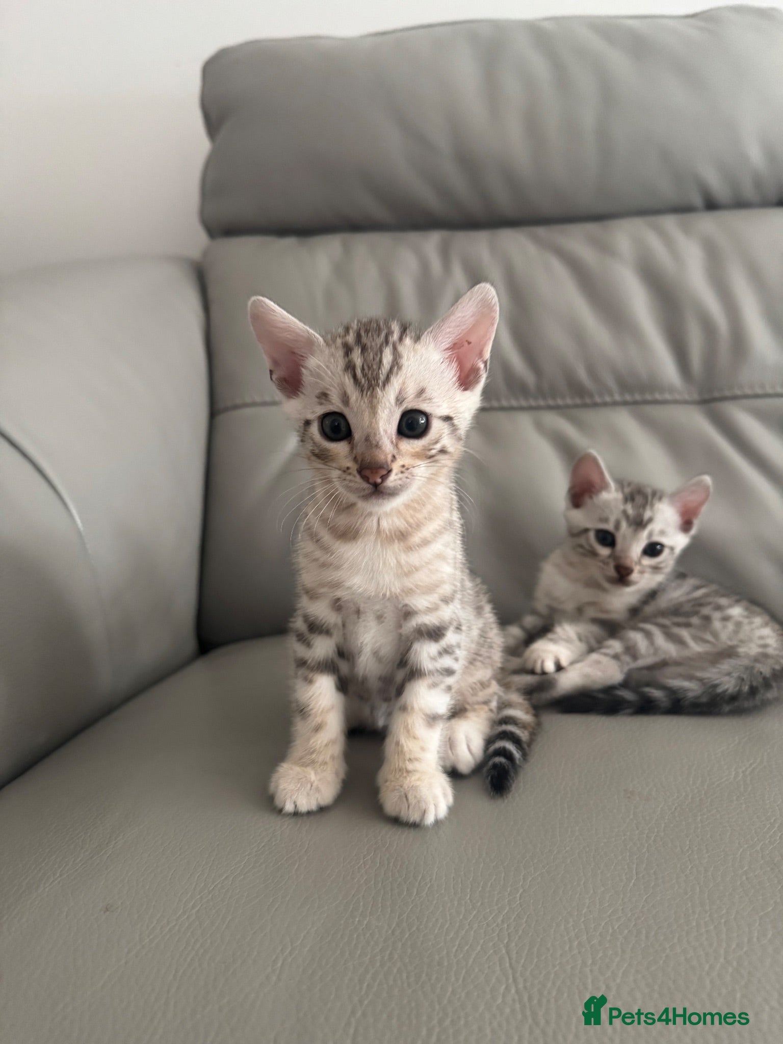 Bengal cats 🩶 Silver pure bengal kittens 🩶 - Advert 1