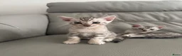 Bengal cats for sale: 🩶 Silver pure bengal kittens 🩶 - Advert 1