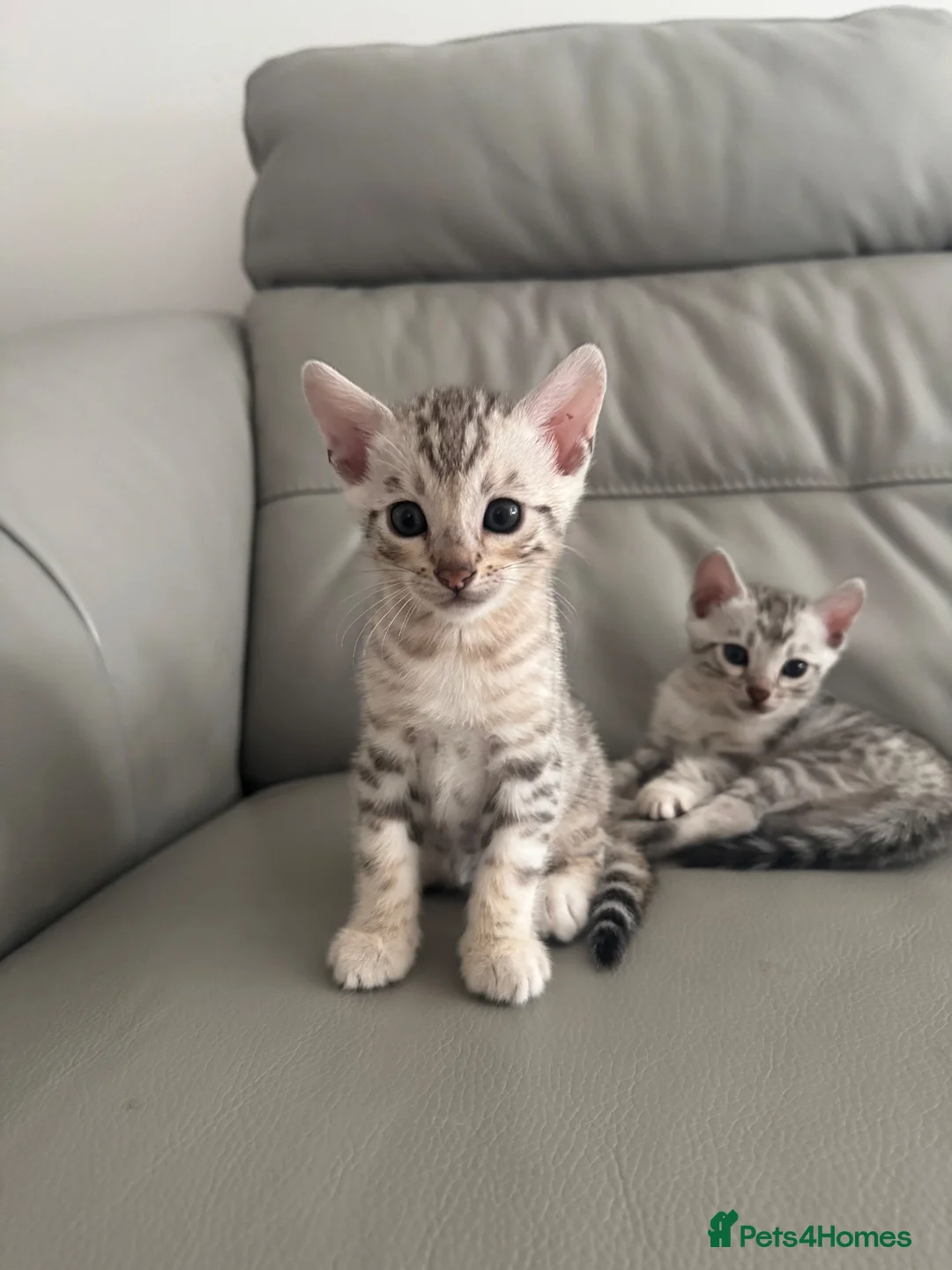 Bengal cats for sale: 🩶 Silver pure bengal kittens 🩶 - Advert 1