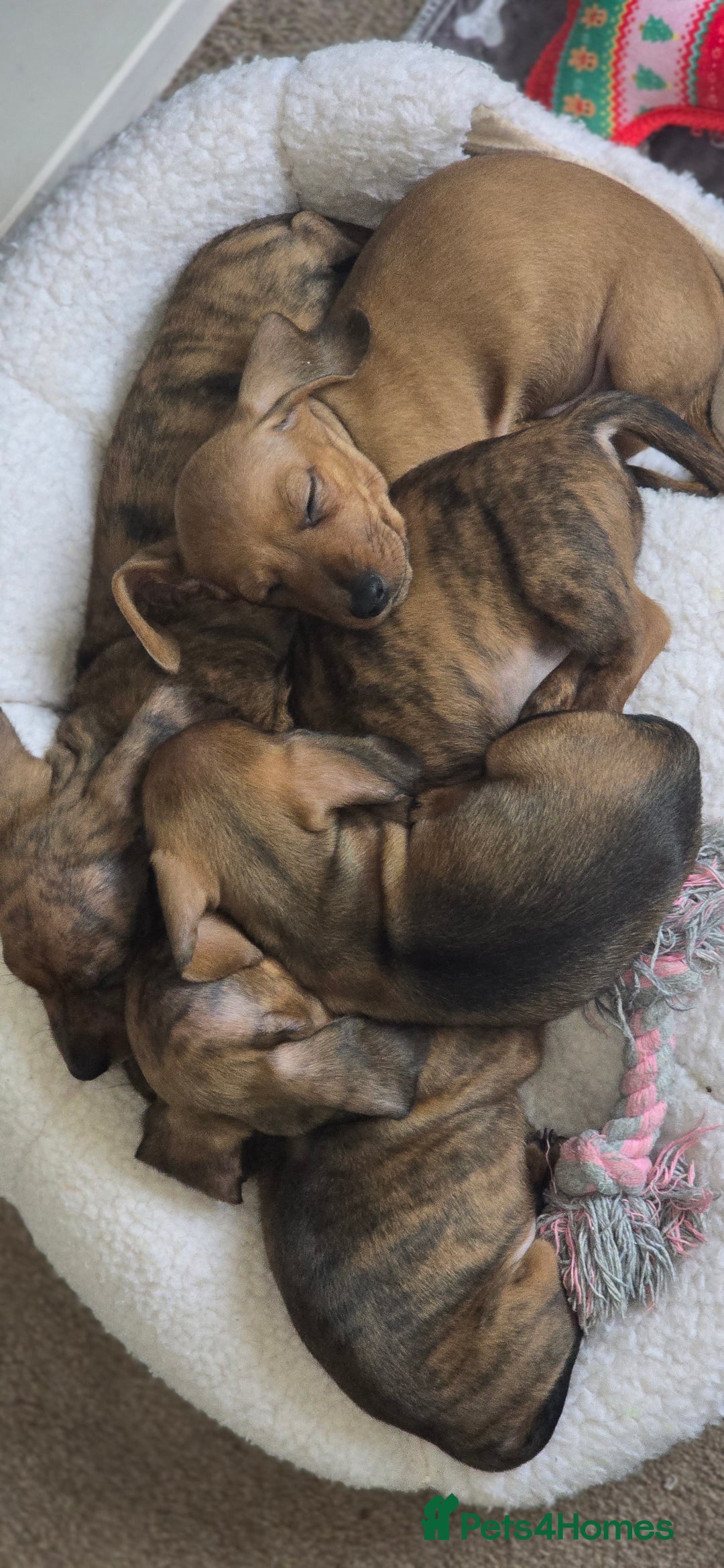 Miniature Dachshund dogs for sale: Miniature dachshund KC registered  - Image 11