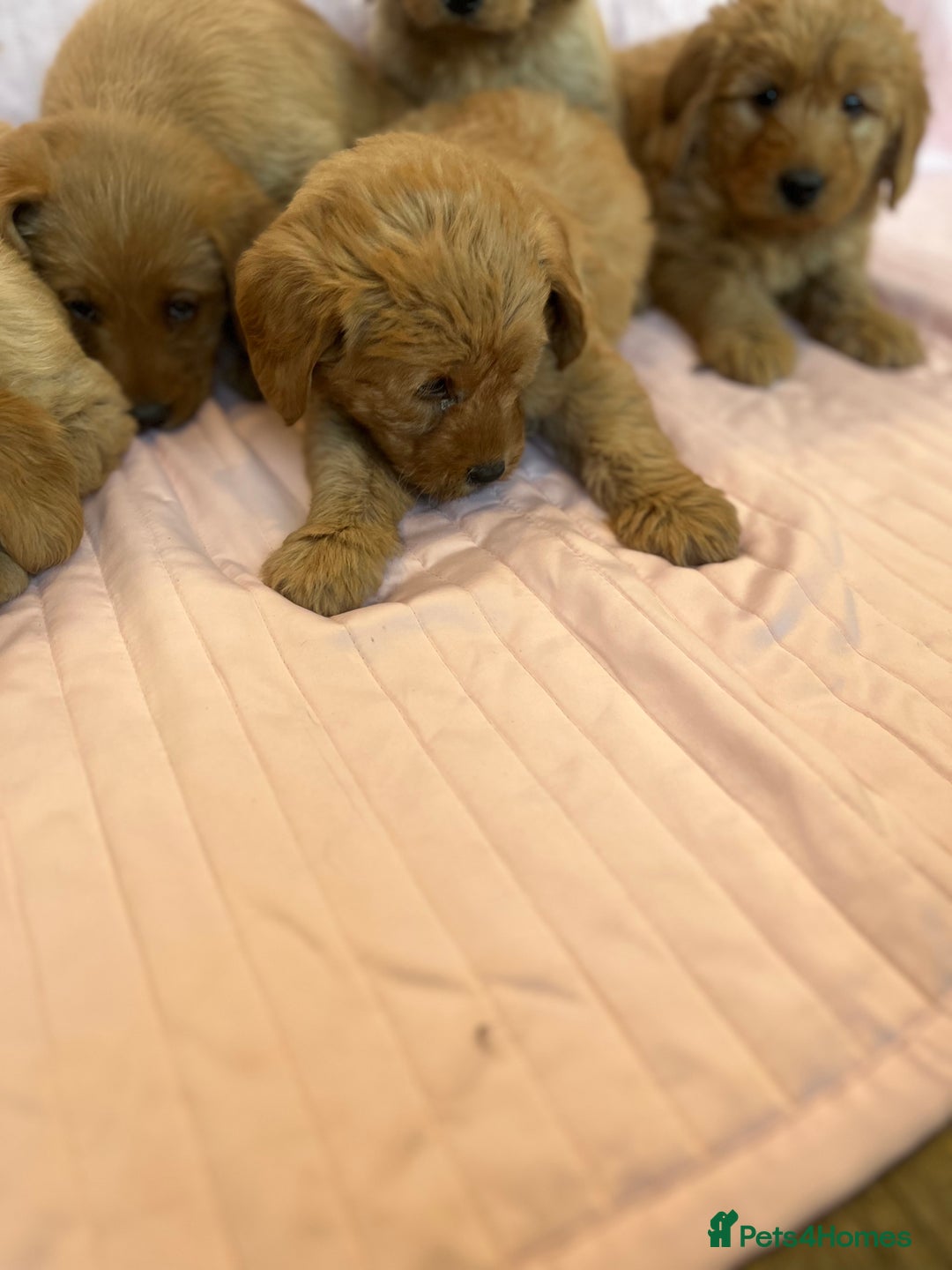 Labradoodle dogs for sale: Beautiful F1 Labradoodles - Advert 4