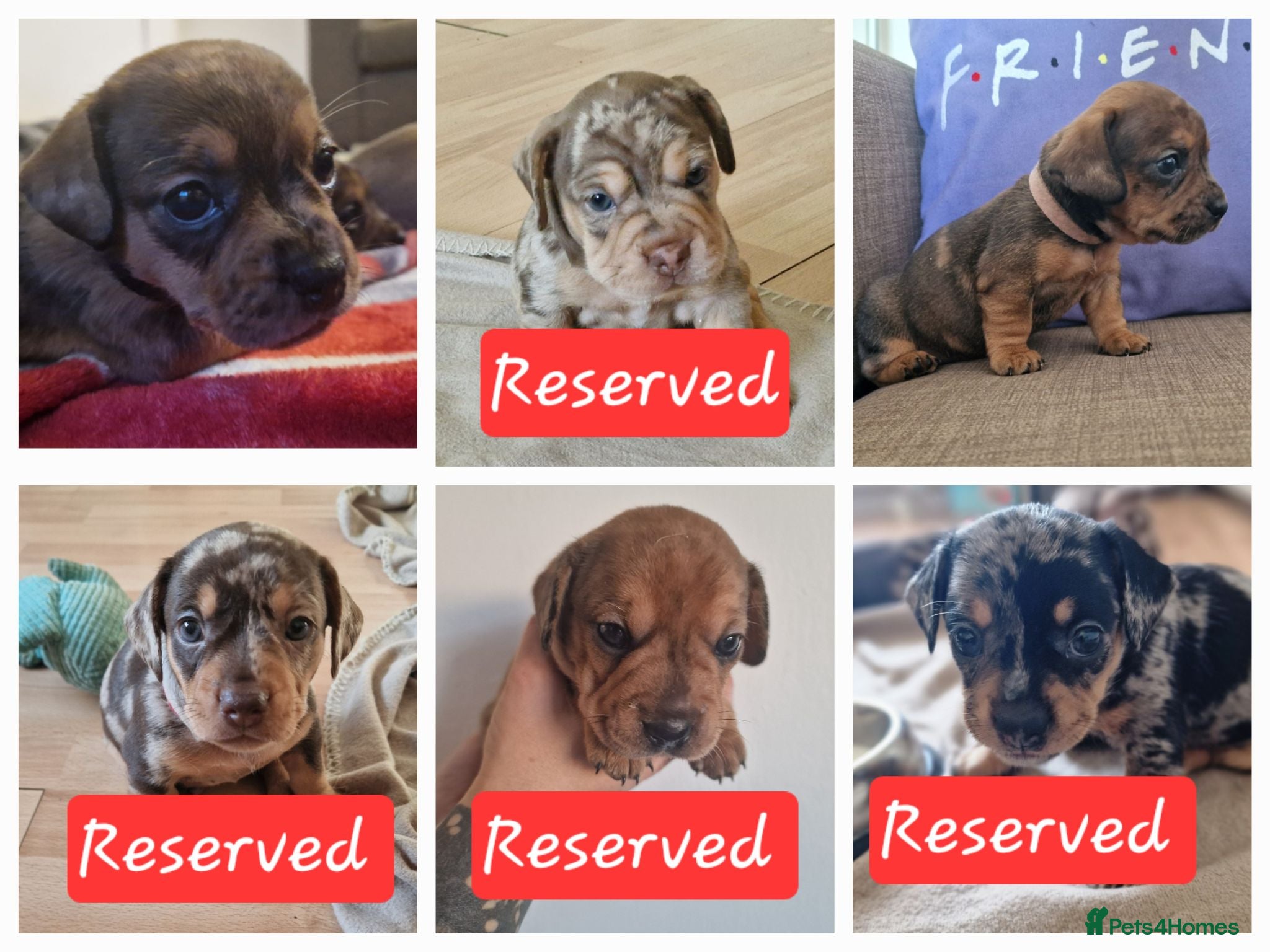 Mixed Breed dogs Only 3 left! French Bulldog x Mini Dachshund - Advert 3
