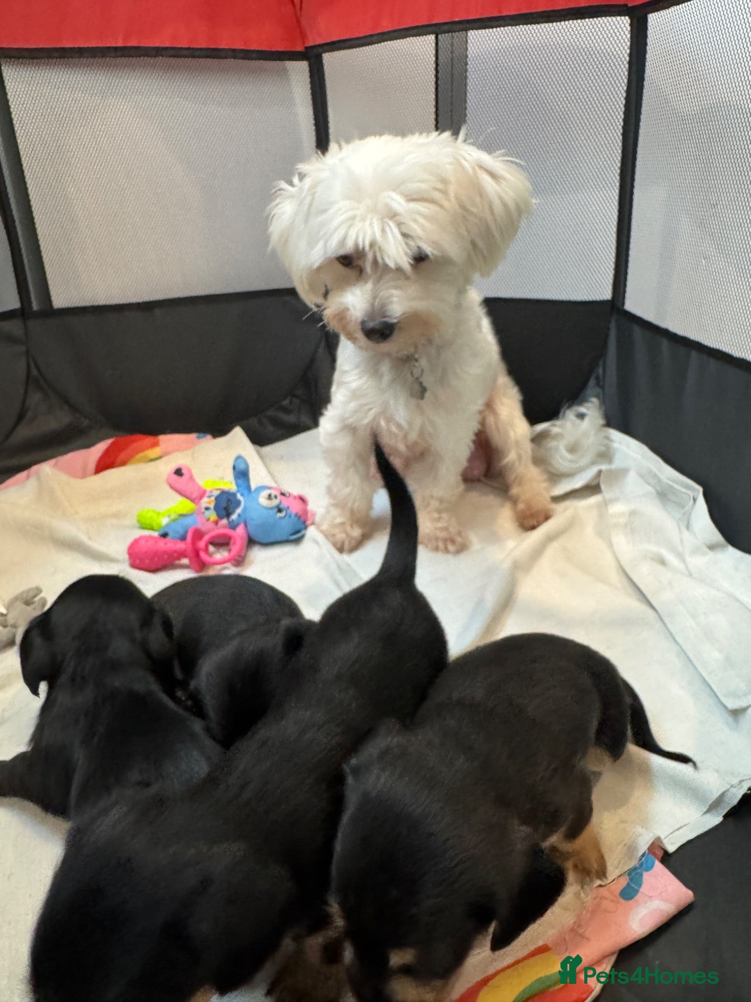 Mixed Breed dogs Mauxie Fluffy puppies maltese X dachshund mini - Advert 1