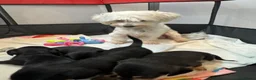 Mixed Breed dogs for sale: Mauxie Fluffy puppies maltese X dachshund mini in Scunthorpe - Advert 1