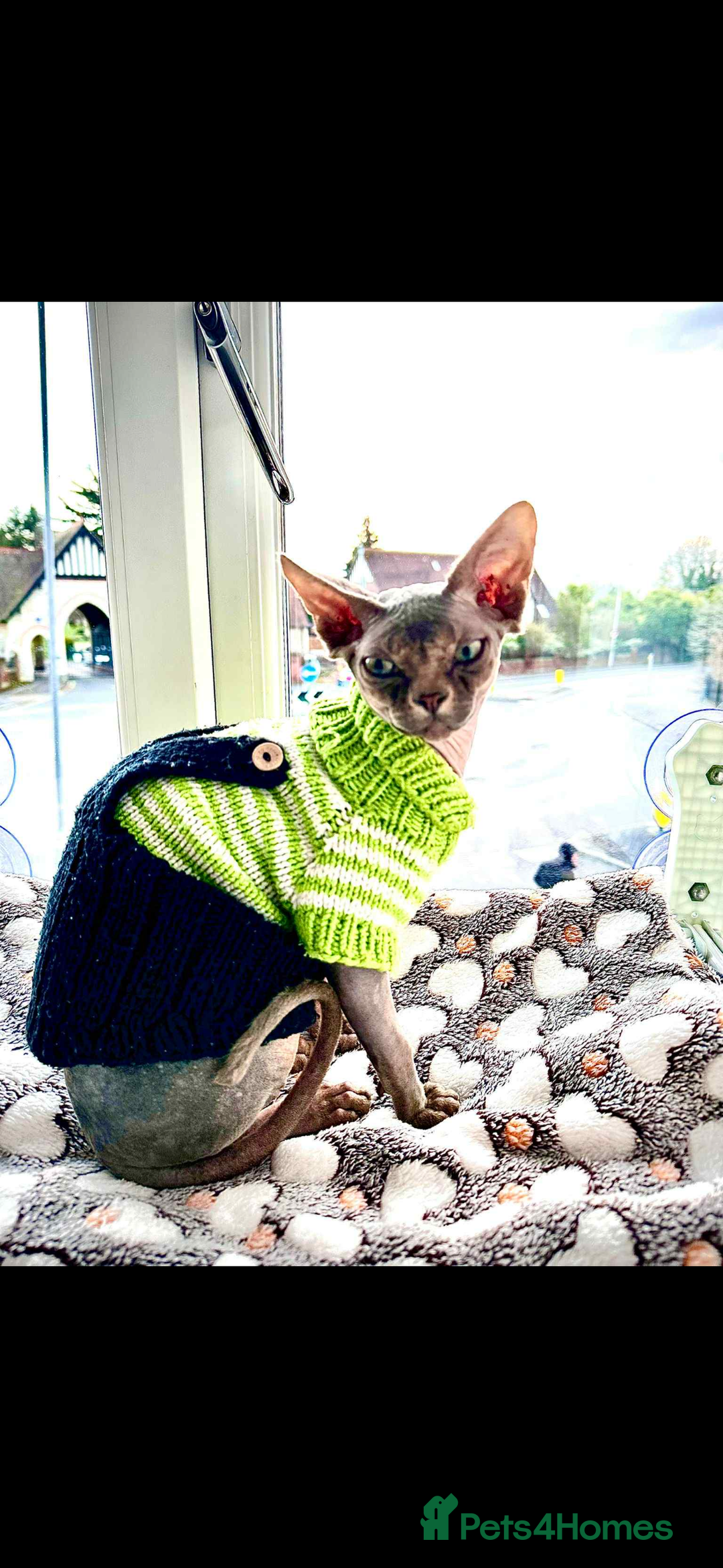 Sphynx cats for sale: Pedigree Sphynx Male – 1 Year Old  - Image 2