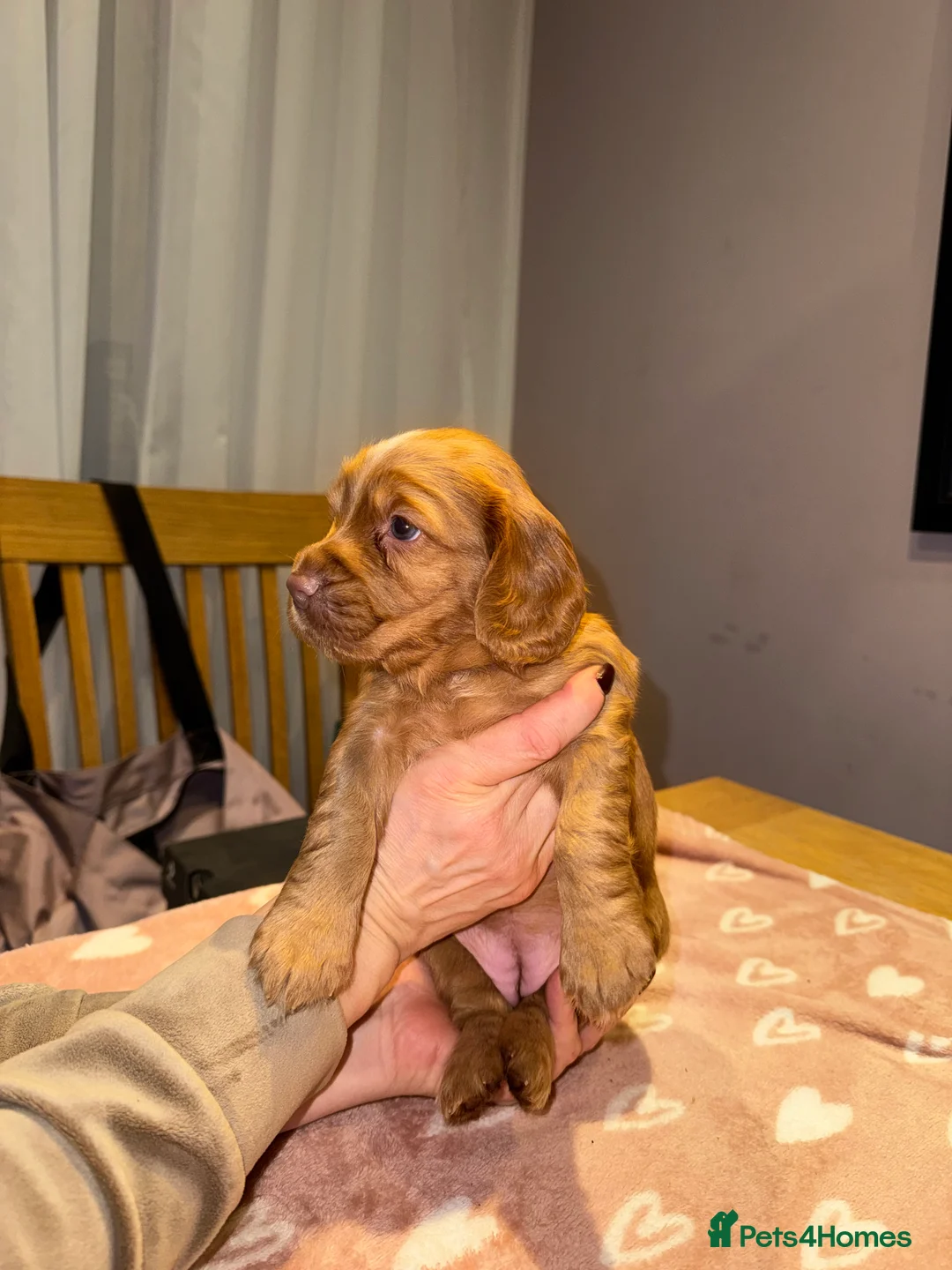 Cocker Spaniel dogs for sale: Adorable cocker spaniel puppies - Advert 21