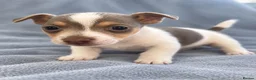 Jack Russell dogs for sale: Jack russles  in Wimborne - Advert 4