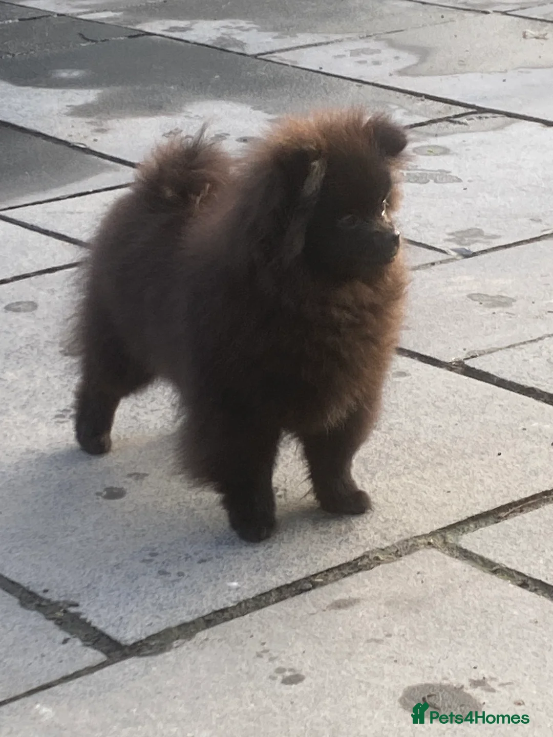 Pomeranian dogs for sale: Adorable fluffy pom puppies - Advert 24