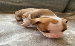 Mixed Breed dogs for sale: French bulldog x Staffordshire bull terrier - Image 17