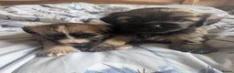 Mixed Breed dogs for sale: Shipoochis ready now 1 left - Advert 8