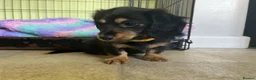 Miniature Dachshund dogs for sale: Adorable Puppies in London - Advert 20