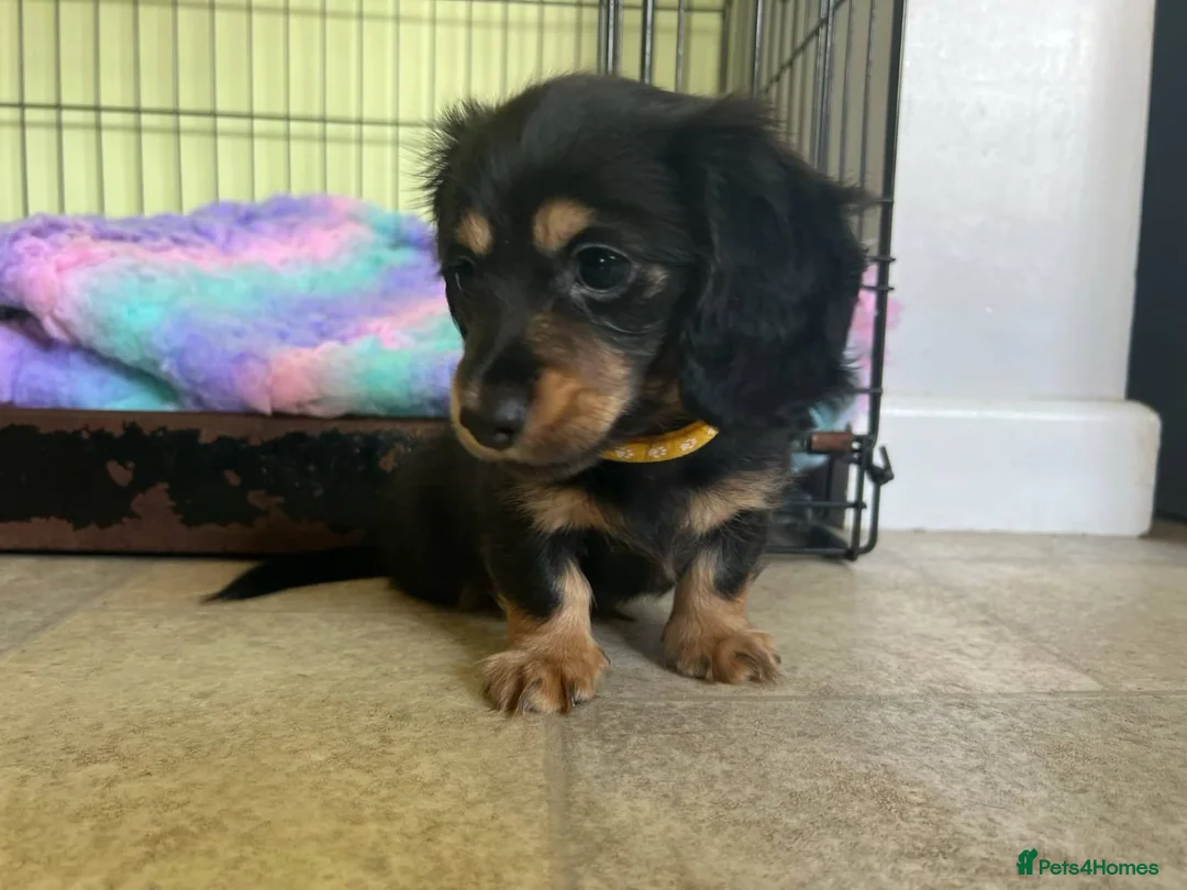Miniature Dachshund dogs for sale: Adorable Puppies in London - Advert 20
