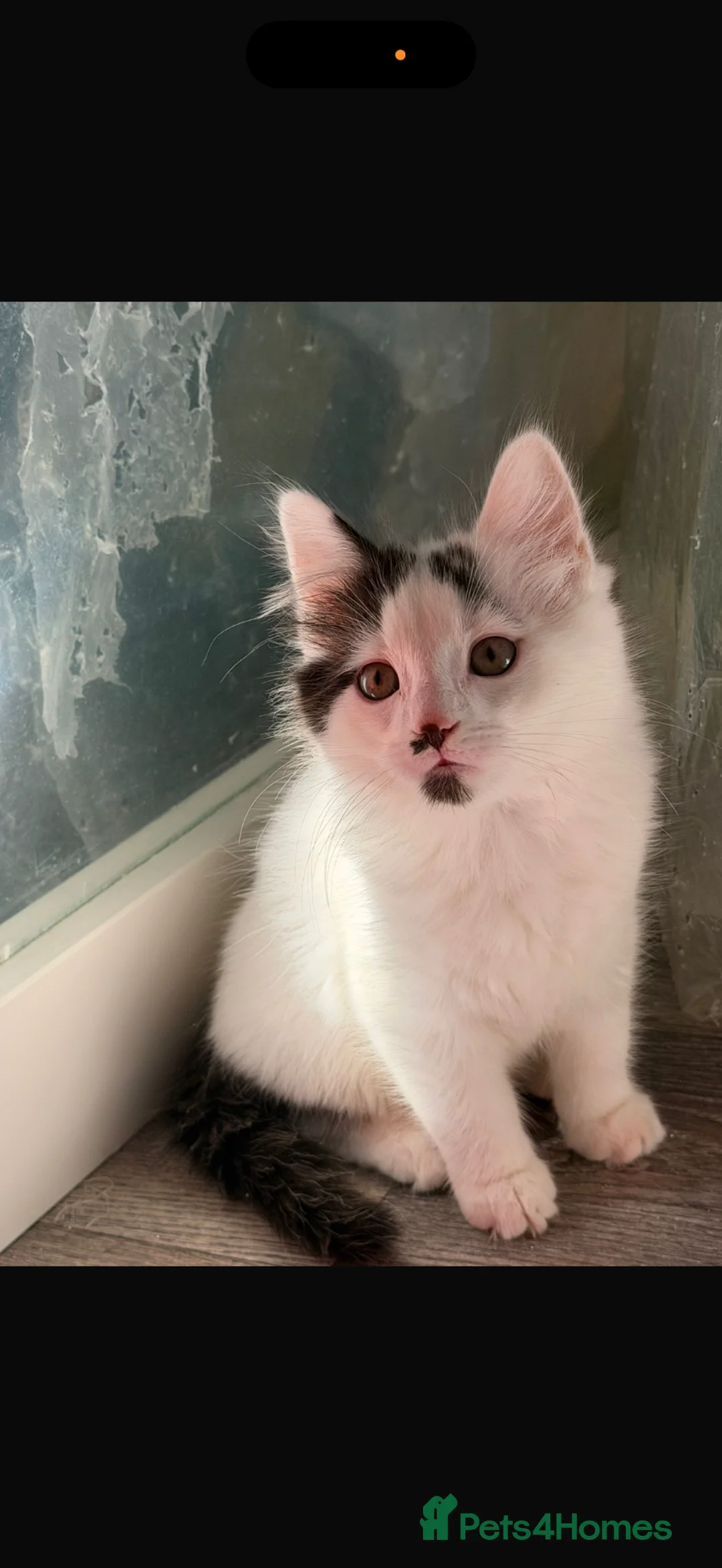 Mixed Breed cats for sale: Male kitten ready to get rehomed  - Advert 1