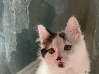 Mixed Breed cats Male kitten ready to get rehomed - Advert 1