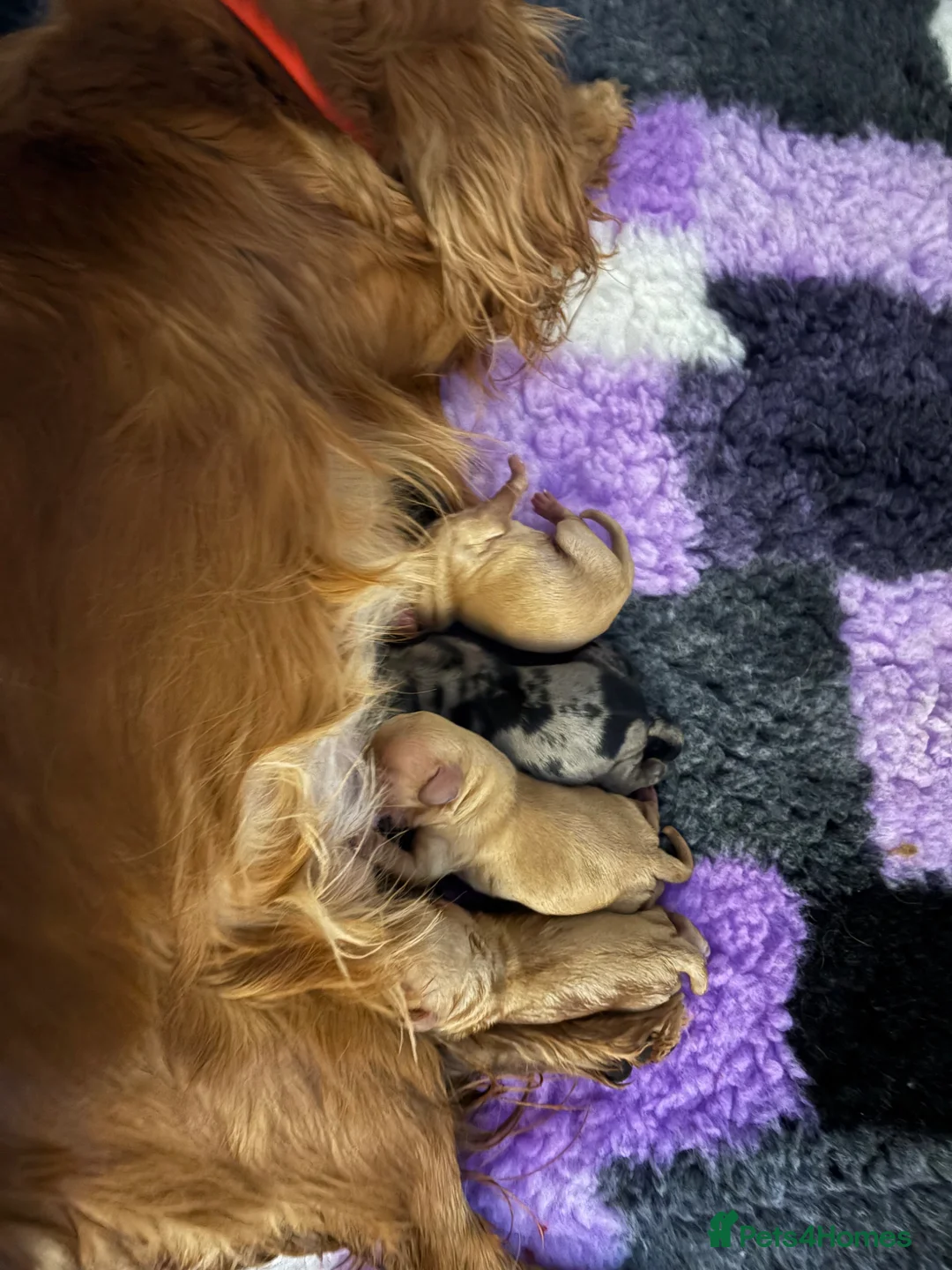 Cavapoo dogs for sale: ⭐ F1 Health tested Cavapoos⭐ - Advert 3