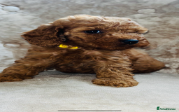 Cockapoo dogs for sale: Miniature toy cockapoos - Image 4