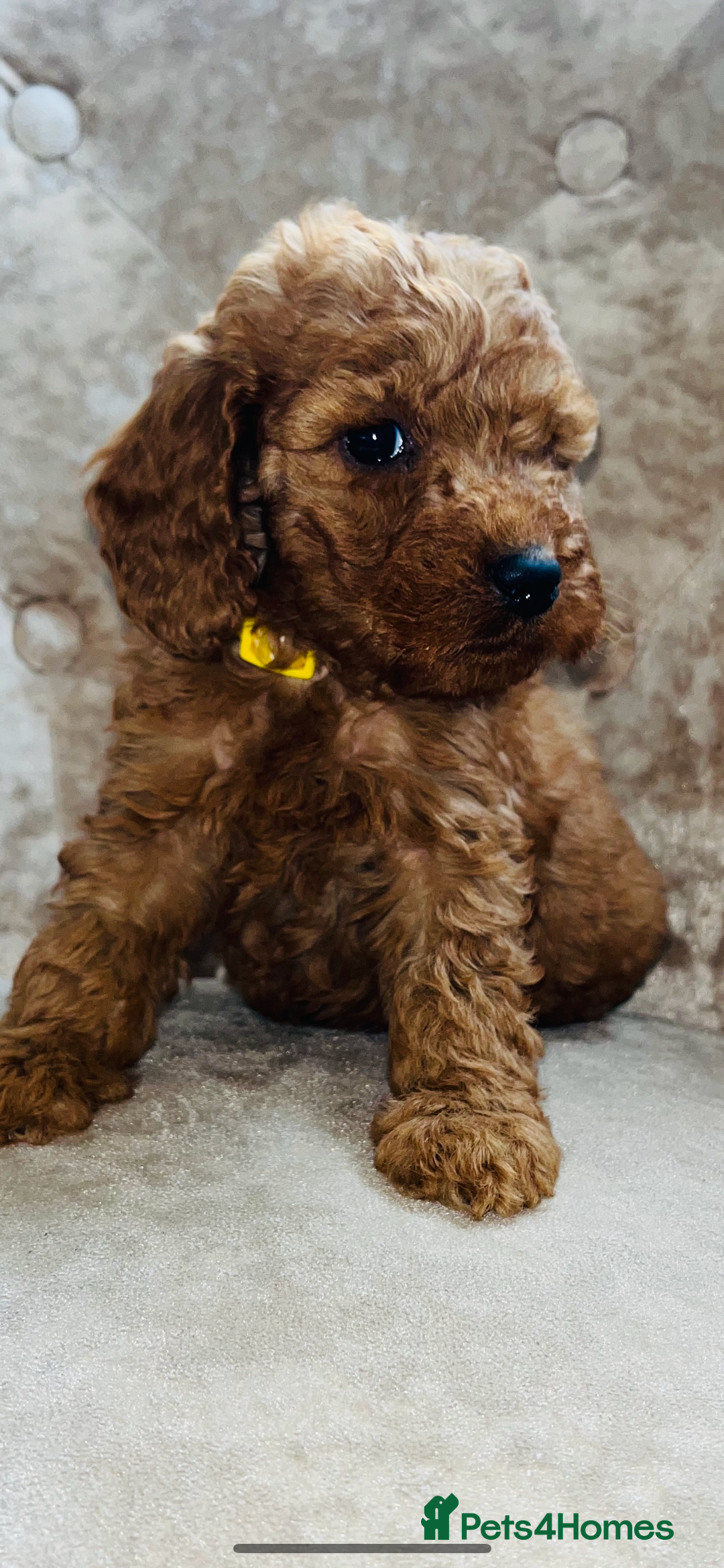 Cockapoo dogs for sale: Miniature toy cockapoos - Image 4