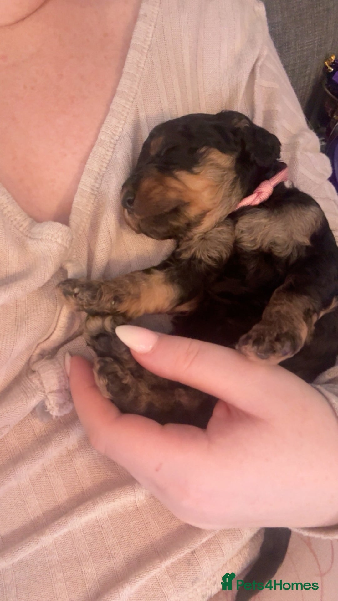 Cockapoo dogs for sale: F1b cockapoos  - Advert 12