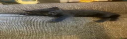 Mixed Breed cats for sale: Beautiful russian blue/british short hair cross in Banbury - Advert 17